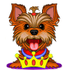 York King Dog
