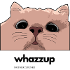 whazzup Katze
