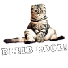 Katze – Bleib cool