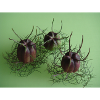 Black cumin capsules - healthy herbs ...