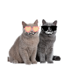 Grinsycats