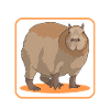 Capybara Capybaras Cadeau