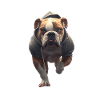 Chien avec sweat à capuche