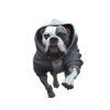 Chien avec sweat à capuche