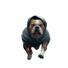 Chien avec sweat à capuche