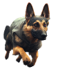 Chien avec sweat à capuche