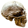 Skull – Skull