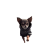 Chien avec sweat à capuche