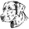 Retriever Portrait