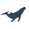 Whale