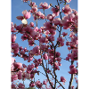 pink magnolia branches in spring