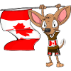 Canada Chihuahua