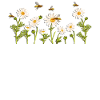 Marguerites Daisy Sommer Tusindfryd Blomsterhave