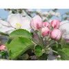 Apple Blossom Branches Spring Summer