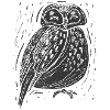 Night Owl Drawing