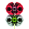 Psychedelic poppy flowers