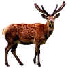 Hirsch