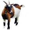 Chèvre