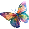 Schmetterling Regenbogenfarben