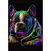 Bulldog DJ Dog DJ
