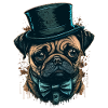 Small pug with big hat