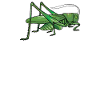 Grashüpfer