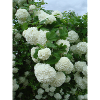 Snowball branches white - Spring