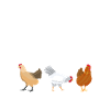Chicken Gifts Chicken Owner