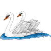Oiseaux blancs