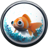 goldfish in an aquarium