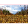 Waldweg