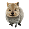 Quokka - the cute marsupial