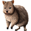 Quokka - the cute marsupial