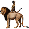 Royal Meerkat