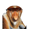 The exotic proboscis monkey