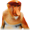 Le singe proboscis exotique
