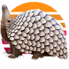 Cute pangolin design