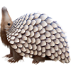Cute pangolin design
