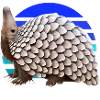 Cute pangolin design