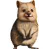 Quokka - le mignon marsupial