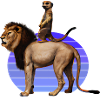 Suricate royal