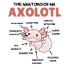 Axolotl Explication Anatomie d’un Axolotl