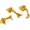 Poissons