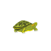 Turtle Owner Gift Turtle Lover