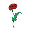 Poppy