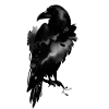 Raven, black