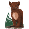 Marten