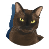 Burmese cat