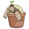 Schildkröte Setzling