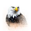 Eagle Splash Art